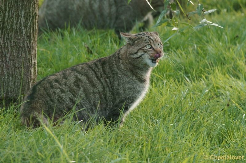 _DSC4142kopie.JPG - Europese Wilde Kat