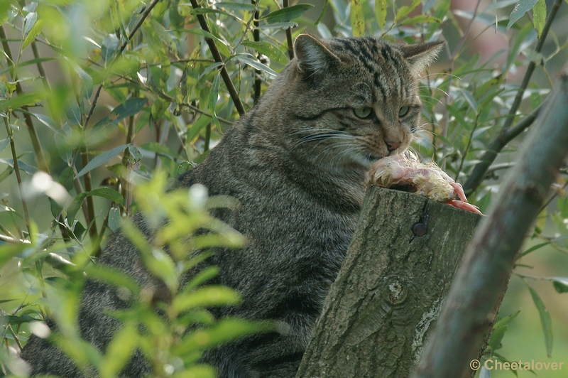 _DSC4145kopie.JPG - Europese Wilde Kat