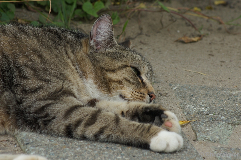 DSC09455.JPG - Dierenrijk Poes