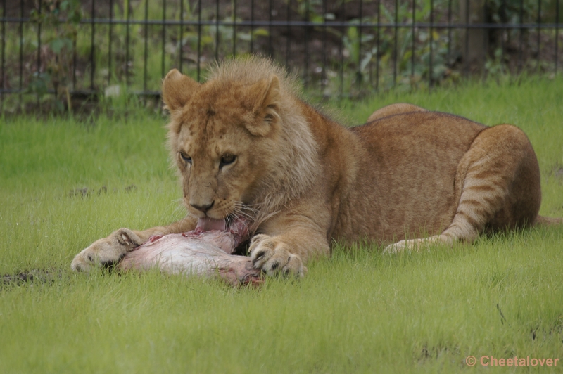 DSC03257.JPG - Afrikaanse Leeuw