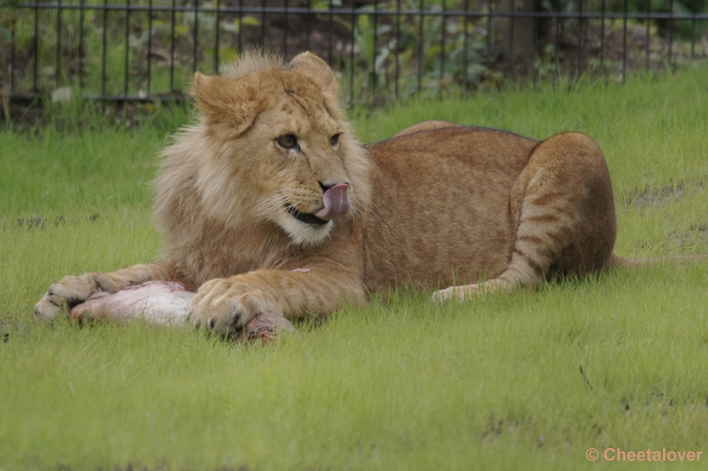 DSC03265.JPG - Afrikaanse Leeuw