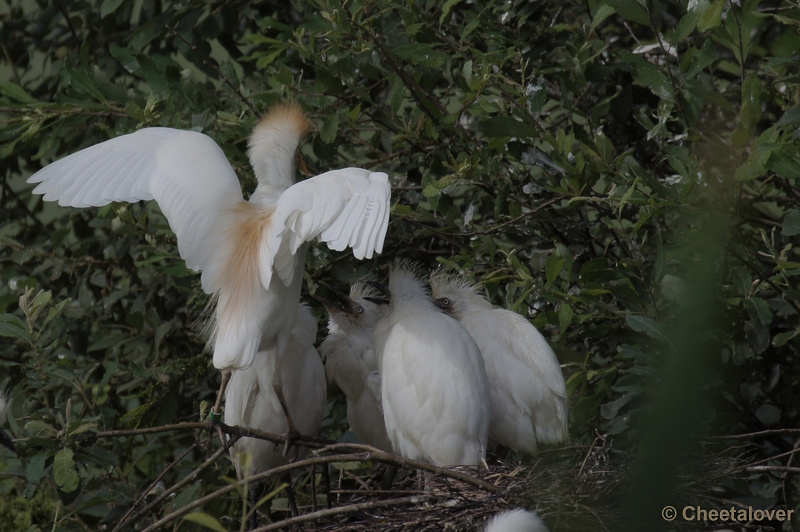 DSC03312.JPG - Koereiger