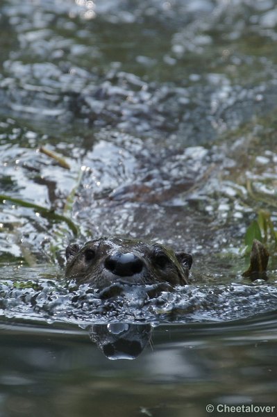 DSC05112kopie.JPG - Visotter