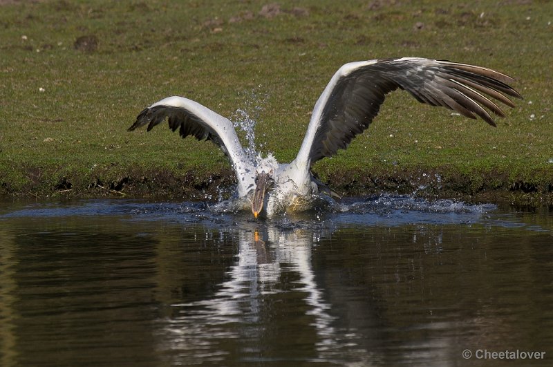 _DSC4672.JPG - Kroeskop Pelikaan"Oef...wel weer oefenen op de landing..."