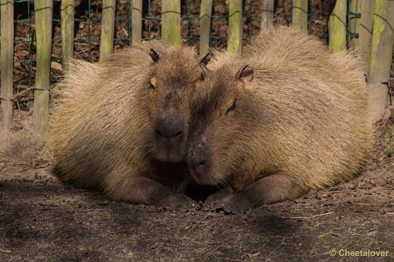 _DSC4726.JPG - Capibara