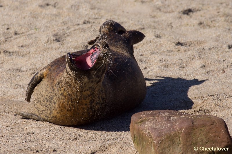 _DSC4746.JPG - Gewone Zeehond