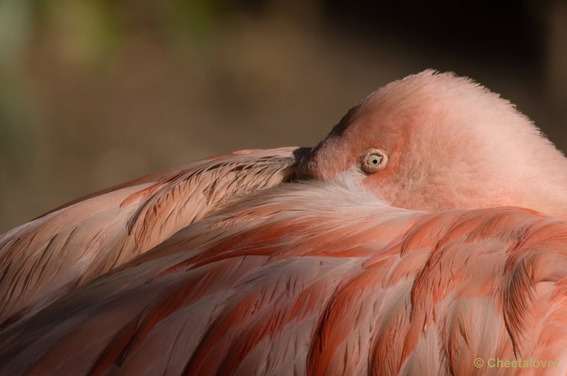 _DSC4871.JPG - Europese Flamingo