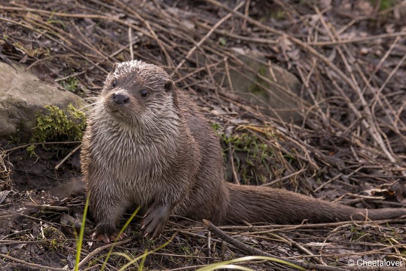 _DSC0308.JPG - Europese Otter