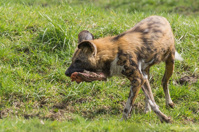 _DSC0416.JPG - Afrikaanse Wilde Hond