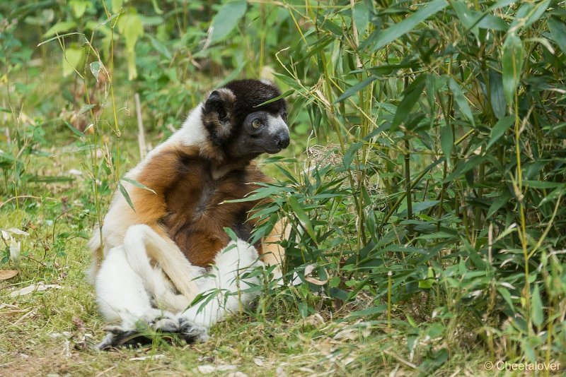 _DSC0029.JPG - Kroonsifaka