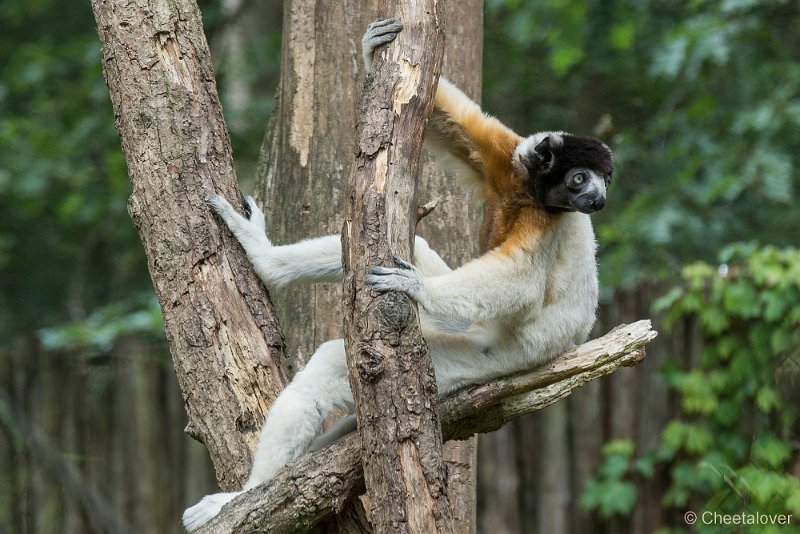 _DSC0033.JPG - Kroonsifaka