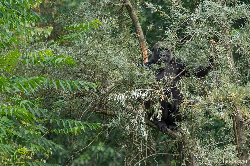 _DSC0038.JPG - Laaglandgorilla