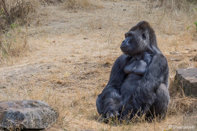 _DSC0041.JPG - Laaglandgorilla 'Jambo'