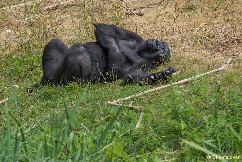 _DSC0054.JPG - Laaglandgorilla