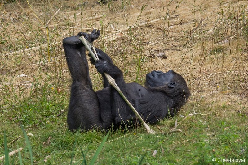 _DSC0057.JPG - Laaglandgorilla