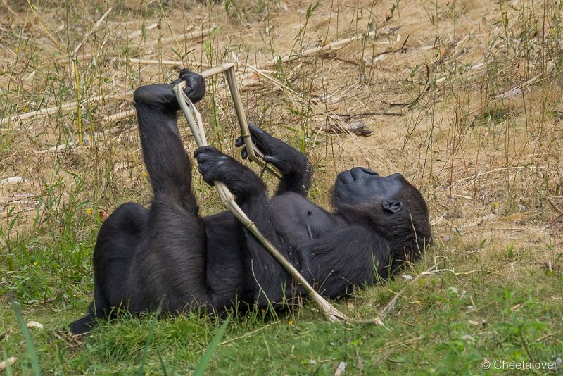 _DSC0058.JPG - Laaglandgorilla