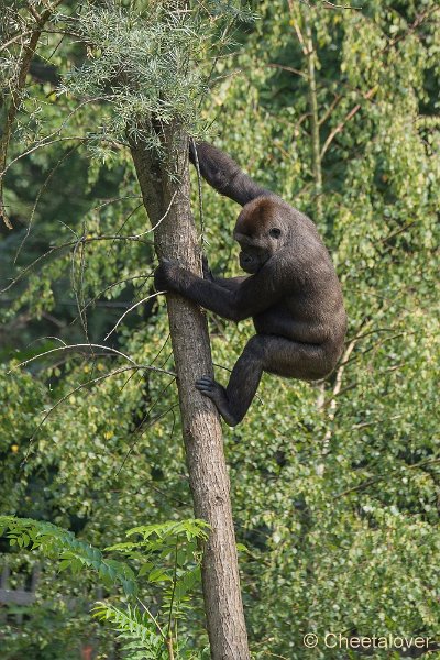 _DSC0063.JPG - Laaglandgorilla