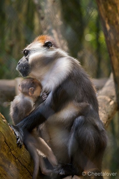 _DSC0109.JPG - Roodkruinmangabey