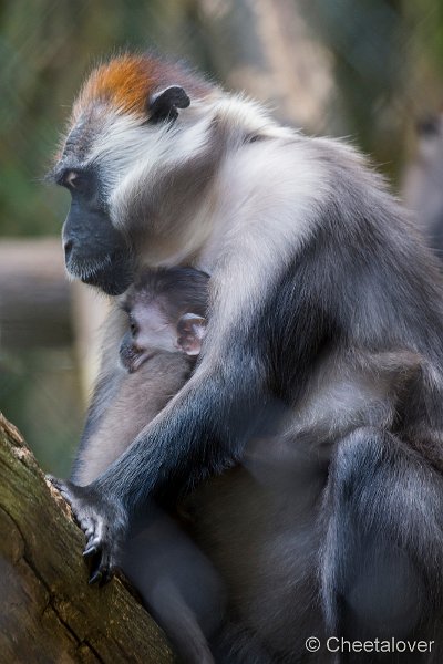 _DSC0123.JPG - Roodkruinmangabey