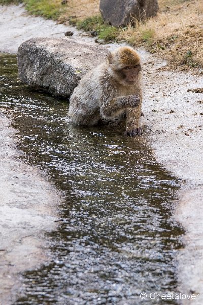 _DSC0144.JPG - Berberaap