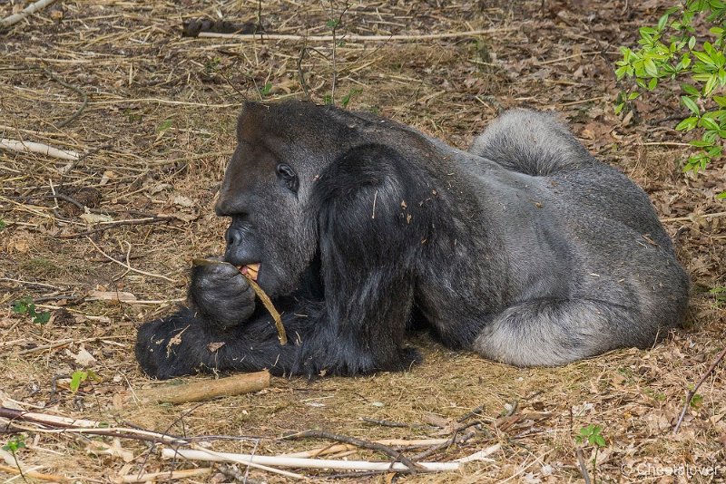 _DSC0209.JPG - Laaglandgorilla 'Bao Bao'