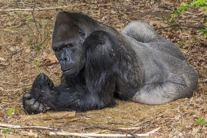 _DSC0215.JPG - Laaglandgorilla 'Bao Bao'