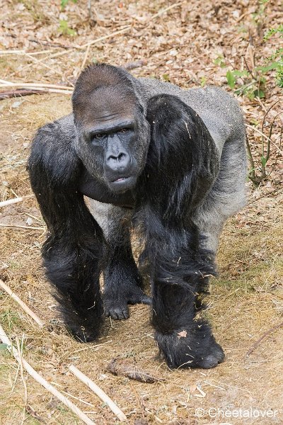 _DSC0219.JPG - Laaglandgorilla 'Bao Bao'