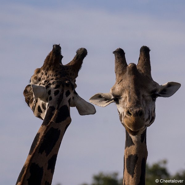 _DSC0061.JPG - Giraffe