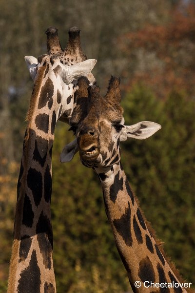 _DSC0106.JPG - Giraffe