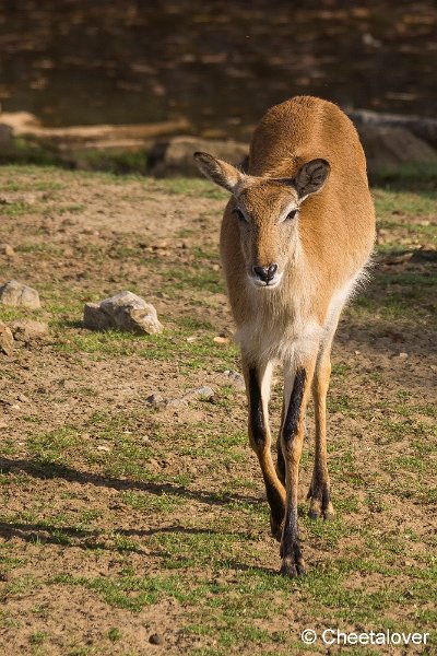 _DSC0115.JPG - Waterbok