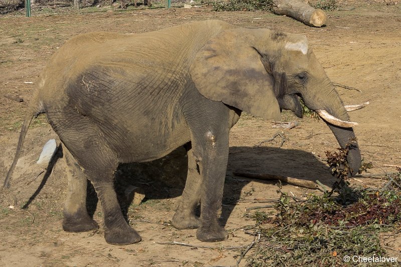 _DSC0129.JPG - Afrikaanse Olifant