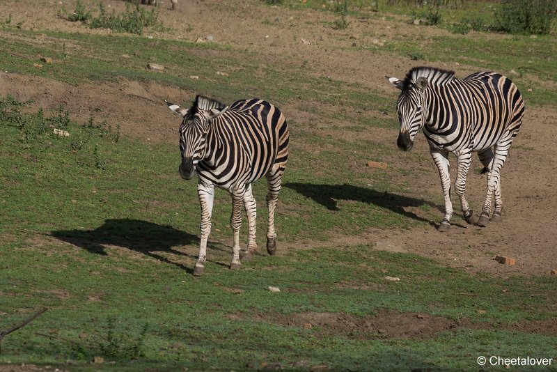 _DSC0154.JPG - Steppezebra