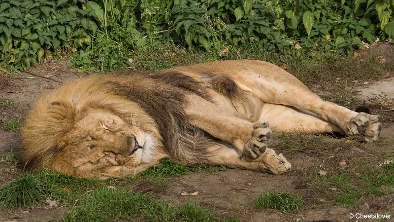 _DSC0262.JPG - Afrikaanse Leeuw