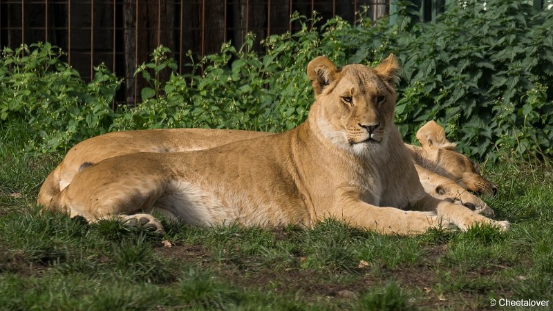 _DSC0290.JPG - Afrikaanse Leeuw