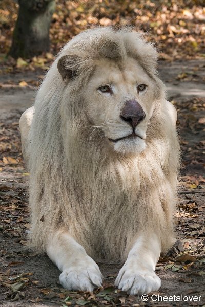 _DSC0325.JPG - Witte Leeuw