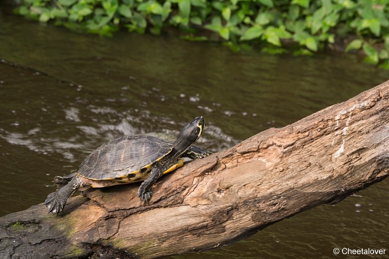 _DSC0385.JPG - Schildpad