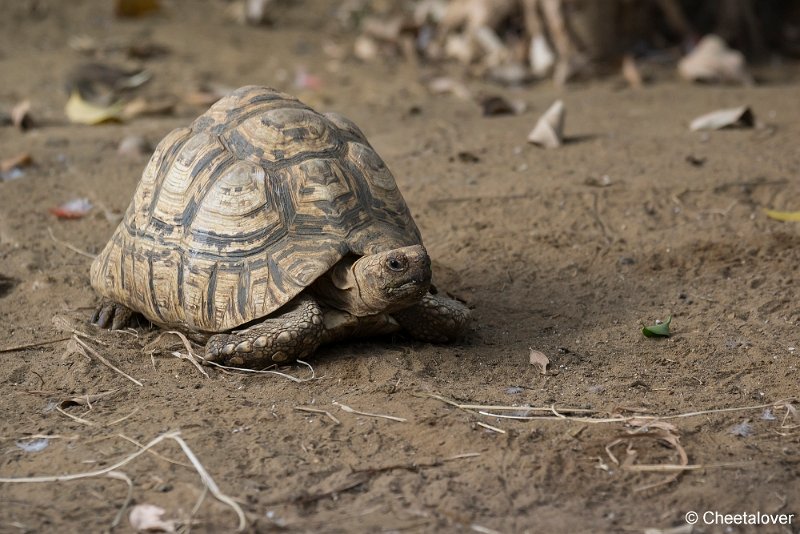 _DSC0390.JPG - Schildpad