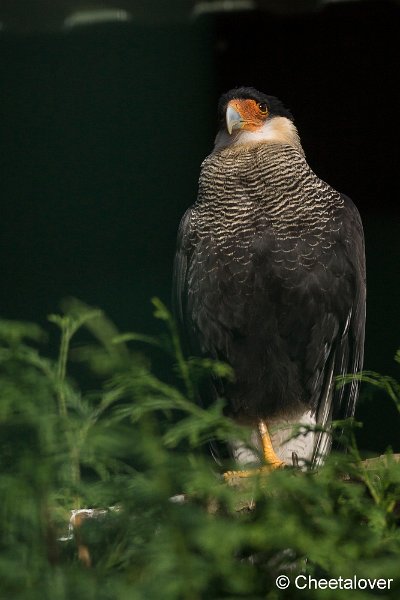 _DSC0420.JPG - Kuifcaracara