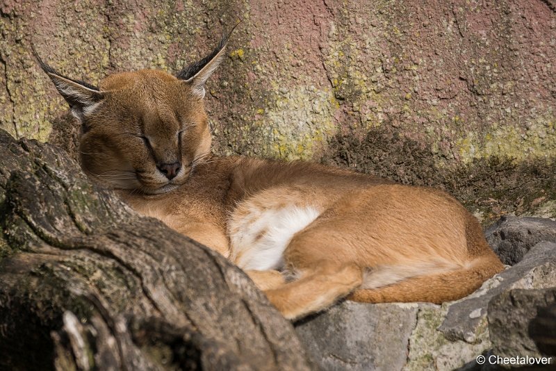 _DSC0446.JPG - Caracal