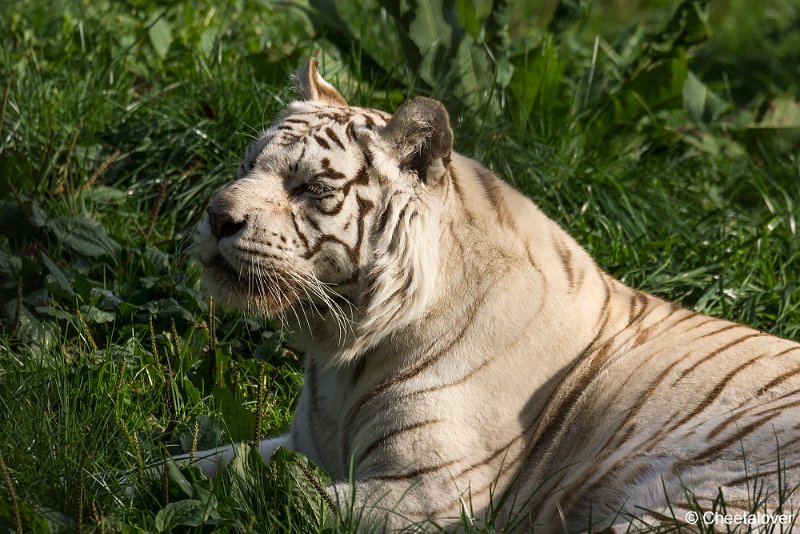 _DSC0454.JPG - Witte Tijger