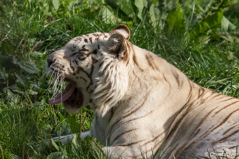 _DSC0460.JPG - Witte Tijger