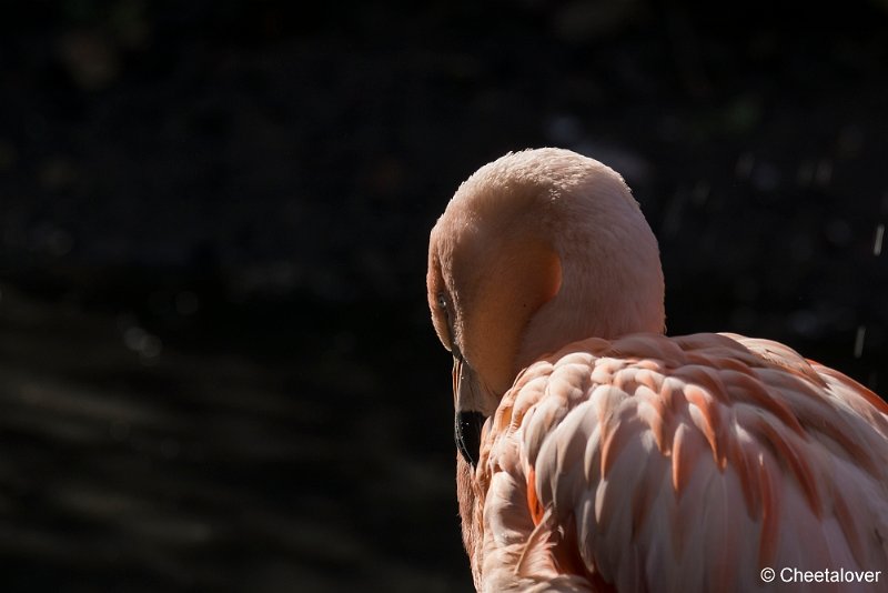 _DSC0471.JPG - Flamingo