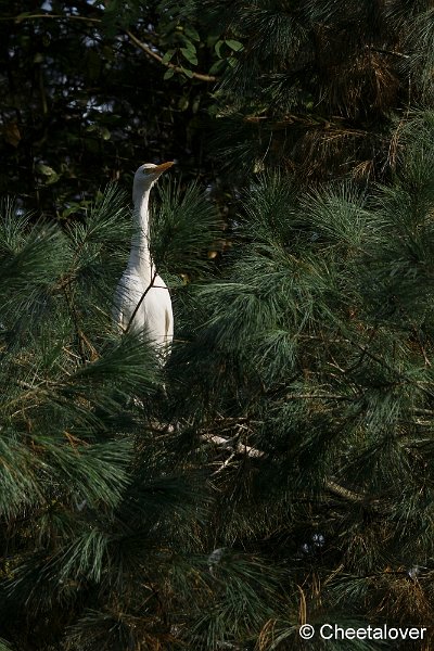 _DSC0480.JPG - Koereiger