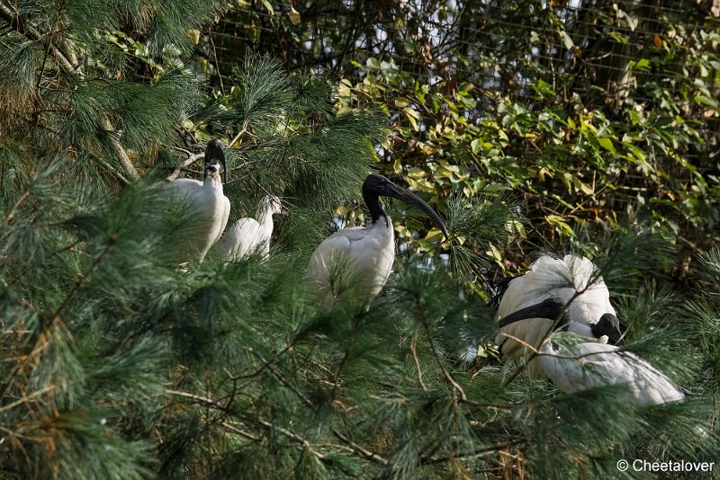 _DSC0485.JPG - Heilige Ibis