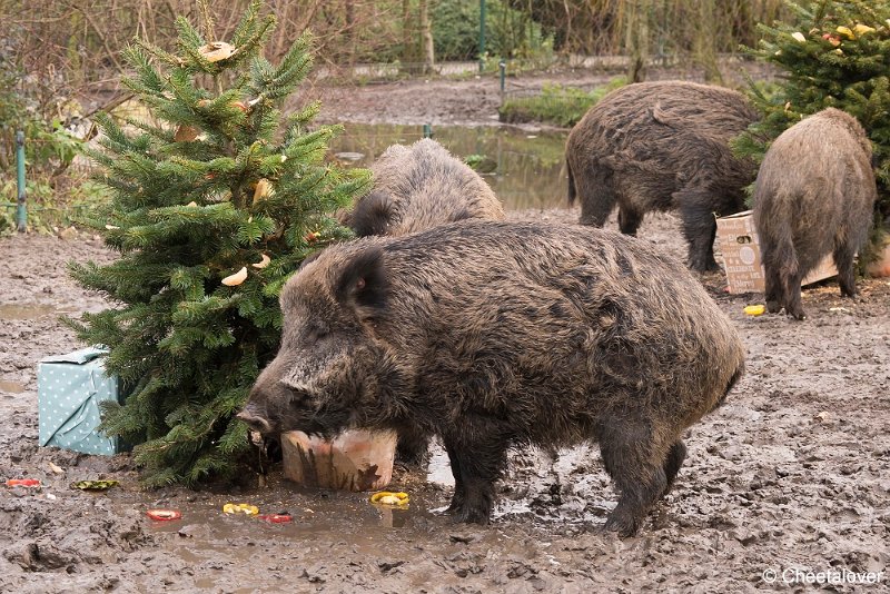 DSC00300.JPG - Heerlijk wroeten naar het kerstdiner