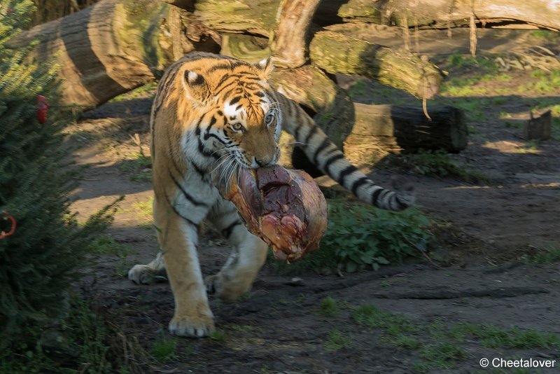 DSC00388.JPG - De Tijgers lusten er geen brood van.....maar wel het vlees ☺