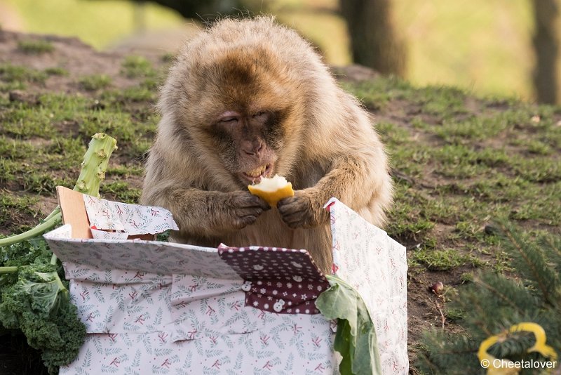 DSC01004.JPG - Grrrr...maar deze eet ik toch lekker zelf op