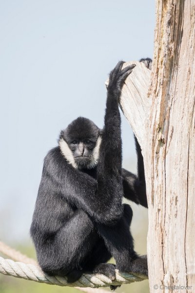 DSC01529.JPG - Witwanggibbon