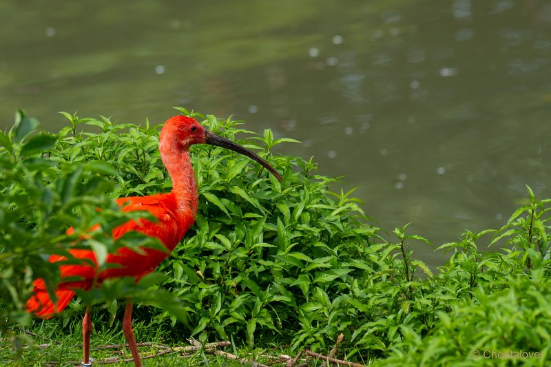 DSC00230.JPG - Rode Ibis