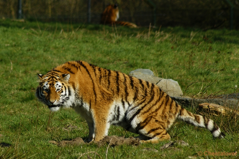 _DSC0242.JPG - Siberische Tijger, Arisha